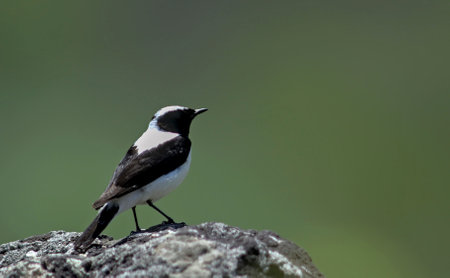Black-eared Wheatear (Oenanthe melanoleuca),  Greeceの写真素材