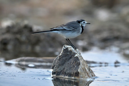 White wagtail (Motacilla alba), Greeceの写真素材
