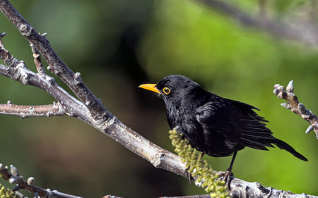 Common Blackbird (Turdus merula), Greeceの写真素材