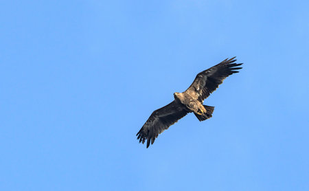 Steppe eagle (Aquila nipalensis), Creteの写真素材