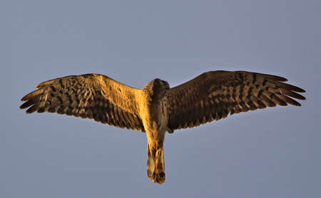 Pallid Harrier (Circus macrourus), Creteの写真素材