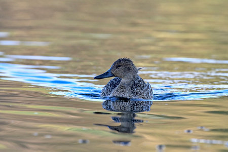 Pintail or Northern Pintail (Anas acuta), Creteの写真素材