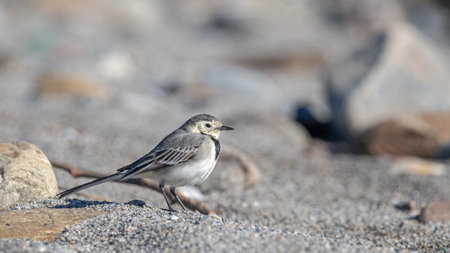 White Wagtail (Motacilla alba), Greeceの写真素材