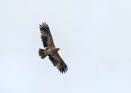 Imperial Eagle (Aquila heliaca), Creteの写真素材