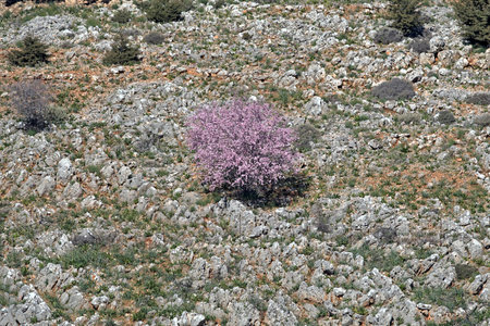 A Prunus tree in blossom, Sfakia, Creteの写真素材