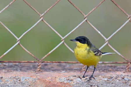 Yellow Wagtail - Motacilla flava, Creteの写真素材