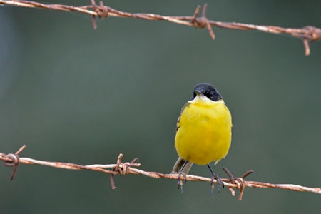 Yellow Wagtail - Motacilla flava, Creteの写真素材