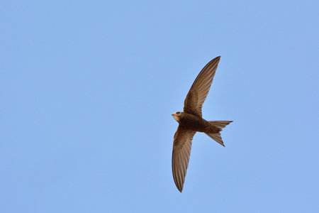 Apus apus (Common Swift, European Swift, Swift), Greeceの写真素材