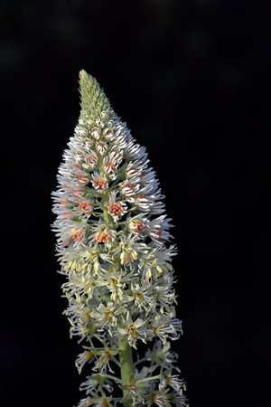 Reseda alba - White Mignonetteの写真素材