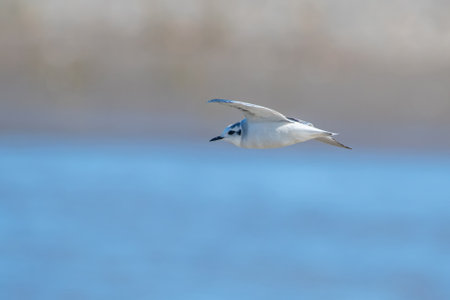 Little gull (Hydrocoloeus minutus or Larus minutus), Creteの写真素材