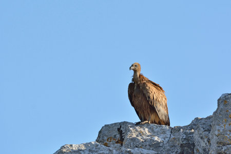 Griffon Vulture - Gyps fulvus, Creteの写真素材