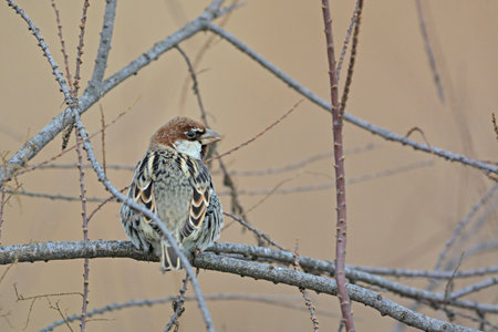 Spanish sparrow (Passer hispaniolensis), Greeceの写真素材
