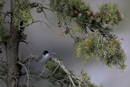 Sardinian warbler (Sylvia melanocephala), Creteの写真素材