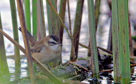 Moustached warbler (Acrocephalus melanopogon), Greeceの写真素材