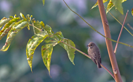 Spotted flycatcher (Muscicapa striataの写真素材