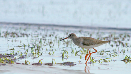 Tringa totanus (Common Redshank), Creteの写真素材