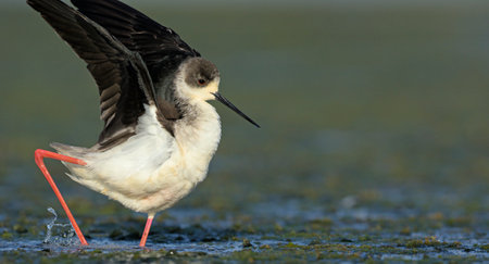 Black-winged Stilt (Himantopus himantopus), Greeceの写真素材