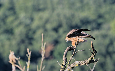Milvus migrans (Black Kite), Crete