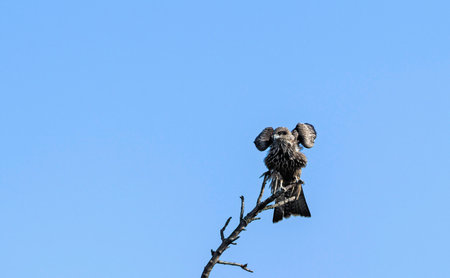 Milvus migrans (Black Kite), Creteの写真素材