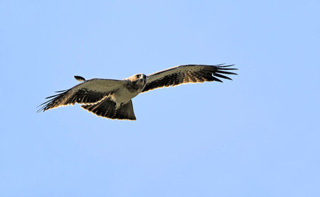 Booted eagle (Aquila pennata), Greeceの写真素材