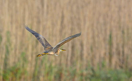 Purple Heron (Ardea purpurea), Greeceの写真素材