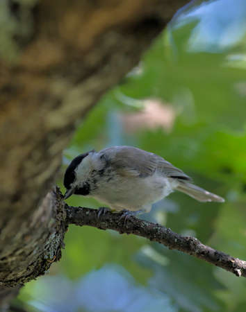 Marsh Tit (Poecile palustris), Greeceの写真素材