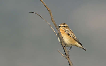Whinchat - Saxicola rubetra, Greeceの写真素材