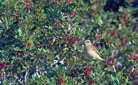 Whinchat - Saxicola rubetra, Greeceの写真素材