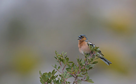Chaffinch -Fringilla coelebs singing, Crete