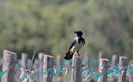 Hooded Crow - Corvus cornix, Greece