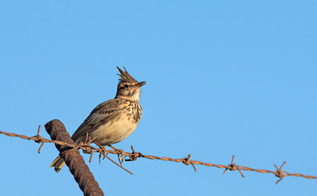 Crested Lark - Galerida cristata, Crete