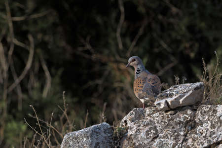 Turtle Dove (Streptopelia turtur), Greeceの写真素材
