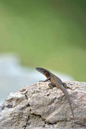 Dalmatian Algyroides (Algyroides nigropunctatus), Greece
