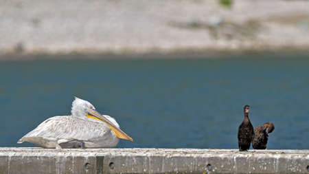 Dalmatian Pelican (Pelecanus crispus) and Pygmy Cormorant (Microcarbo pygmaeus), Greeceの写真素材