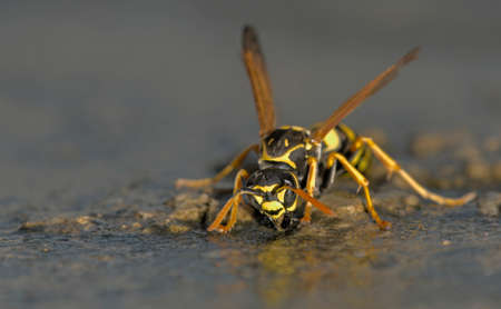 Polistes sp. wasp drinking water, Creteの写真素材