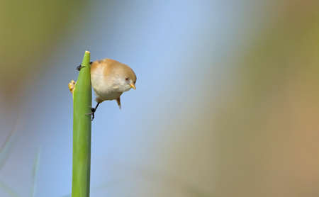 Bearded Reedling (Panurus biarmicus), Greece