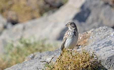 Corn Bunting - Miliaria calandra, Crete, Greeceの写真素材