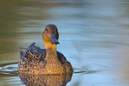 Pintail or Northern Pintail (Anas acuta), Creteの写真素材