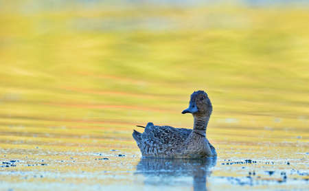 Pintail or Northern Pintail (Anas acuta), Creteの素材 [FY310176362503]