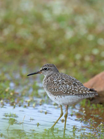 Wood Sandpiper - Tringa glareola, Creteの写真素材