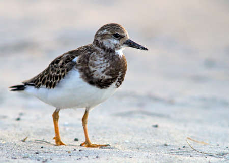 Ruddy Turnstone - Arenaria intepres, Creteの写真素材