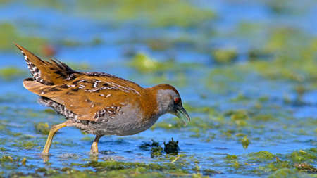 Baillon's Crake (Zapornia pusilla), Greeceの写真素材