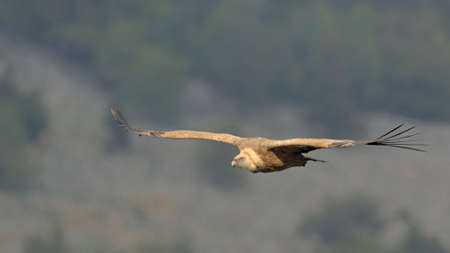 Griffon Vulture (Gyps fulvus), Crete