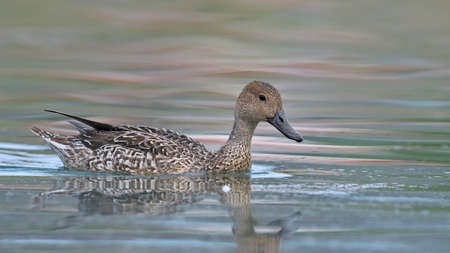 Pintail or Northern Pintail (Anas acuta), Creteの写真素材