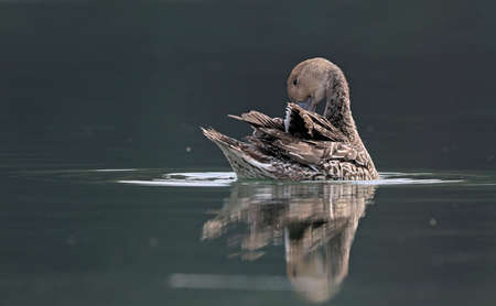 Pintail or Northern Pintail (Anas acuta), Creteの写真素材