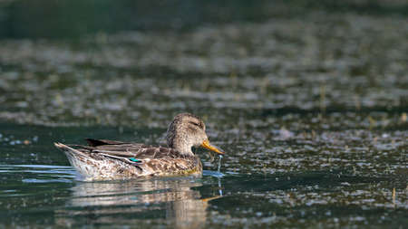 Eurasian Teal (Anas crecca), Greeceの写真素材