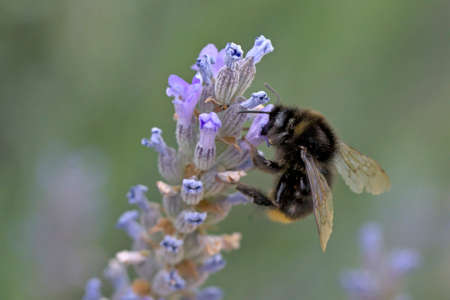 Red-tailed bumblebee (Bombus lapidarius), Greeceの写真素材