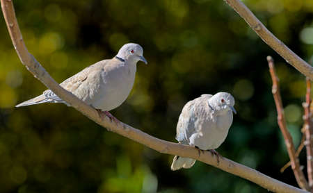 Eurasian Collared Dove (Streptopelia decaocto), Greeceの写真素材