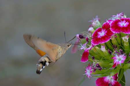 The hummingbird hawk-moth (Macroglossum stellatarum), Greeceの写真素材