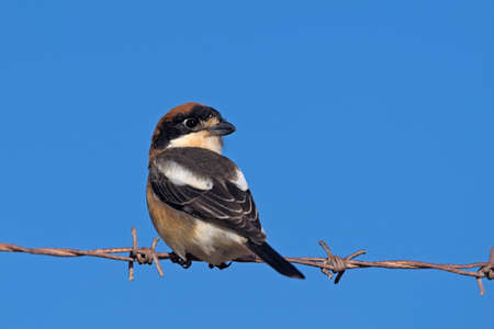 Woodchat shrike - Lanius senator, Creteの写真素材